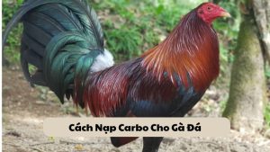 Cách Nạp Carbo Cho Gà Đá Hiệu Quả Trước Khi Thi Đấu