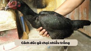 Cách Đúc Gà Chọi Nhiều Trống: Kỹ Thuật Và Kinh Nghiệm Hay